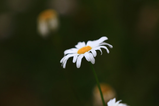 雏菊