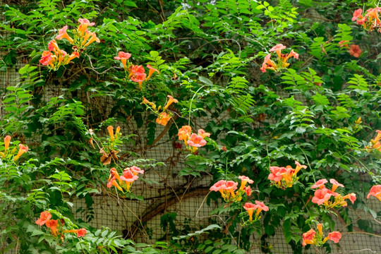 植物花墙