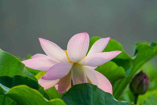 高清荷花