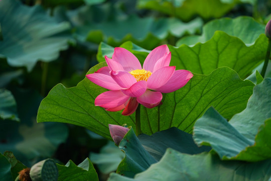 高清荷花