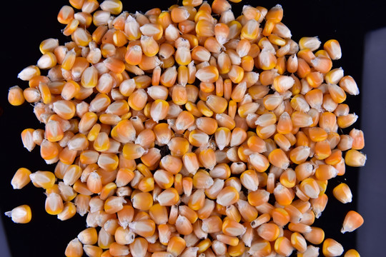 玉米 成熟玉米 玉米粒 苞米