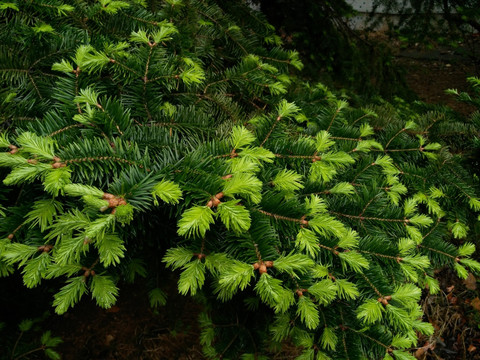 雨后清新松柏