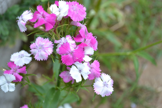 石柱子花