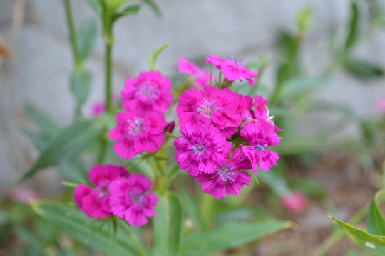 石柱子花 石竹花