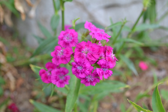 石柱子花