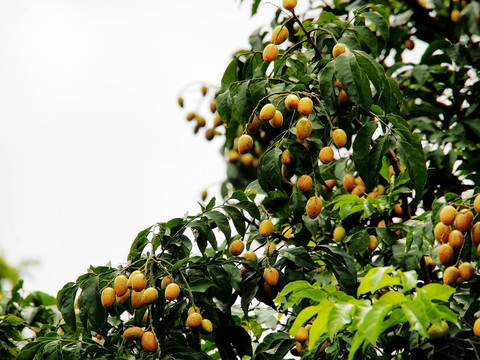 黄皮树 黄皮 水果