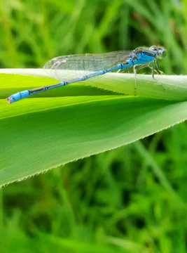 蓝色蜻蜓
