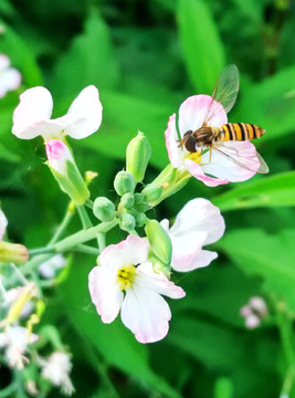 蜜蜂 粉色小花
