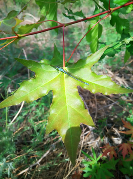 蓝色蜻蜓 枫叶