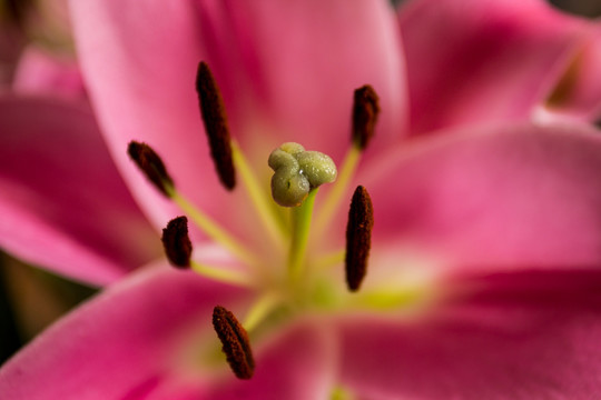 百合花蕊