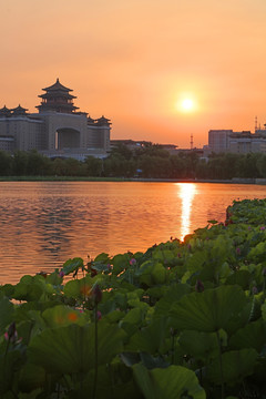 莲花池霞光