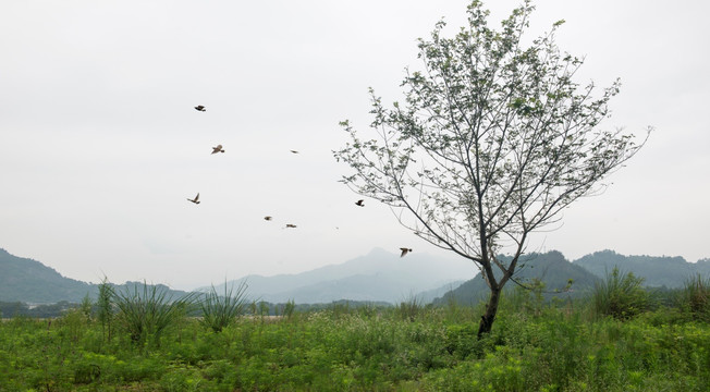 一颗小树