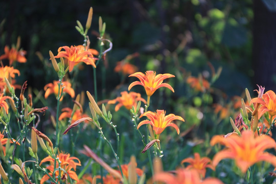 黄花菜