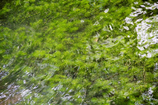 水波蕩漾 清澈見底 綠色水草