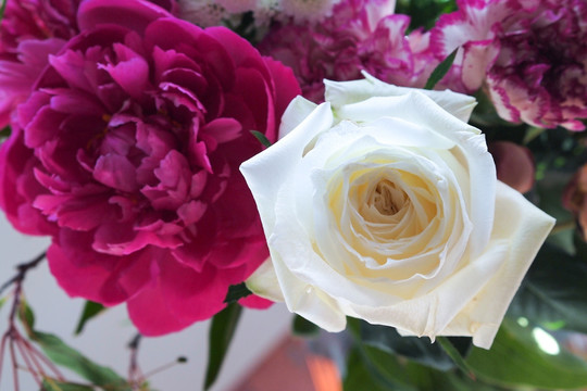 白玫瑰与紫芍药