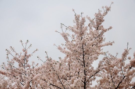 樱花