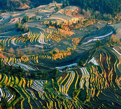 云南,元阳梯田