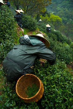 龙井村茶园