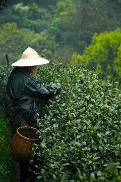 龙井村茶园