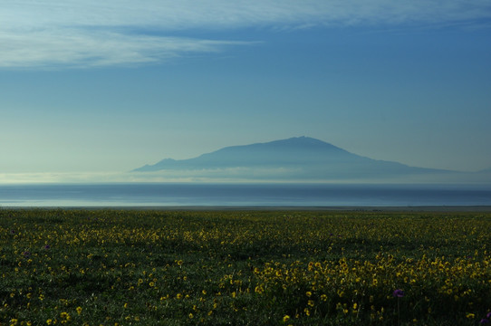 赛里木湖花海