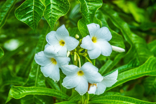 鸡蛋花