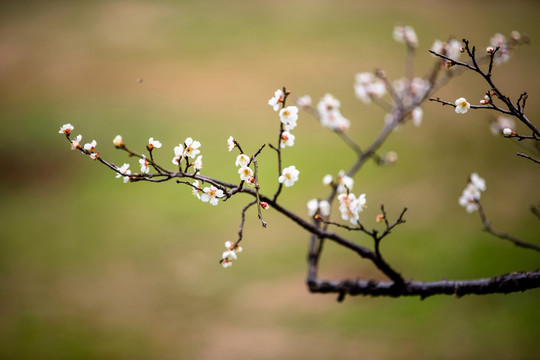 梅花