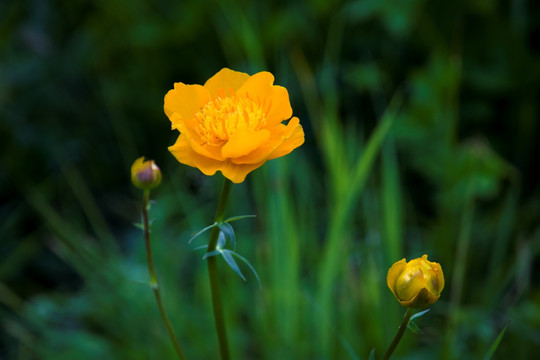 草坪野黄花