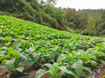 烟草种植