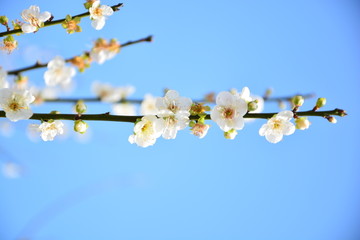 梅花图片