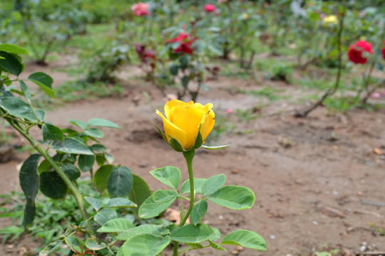 黄月季花