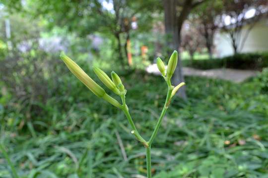 黄花菜