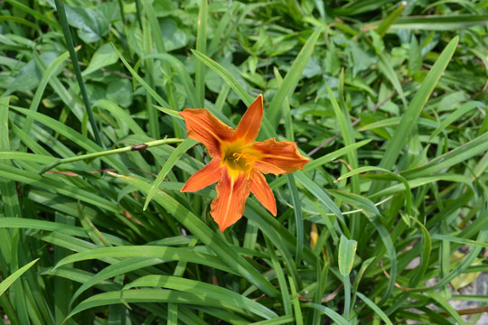 黄花菜黄花菜