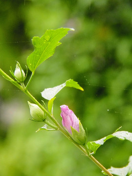 木槿花 木芙蓉 植物 背景 花