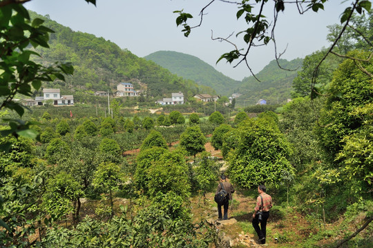 田园 茶园 田野 苗木