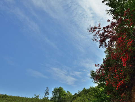 映山红 杜鹃花