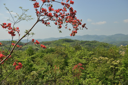 映山红 杜鹃花