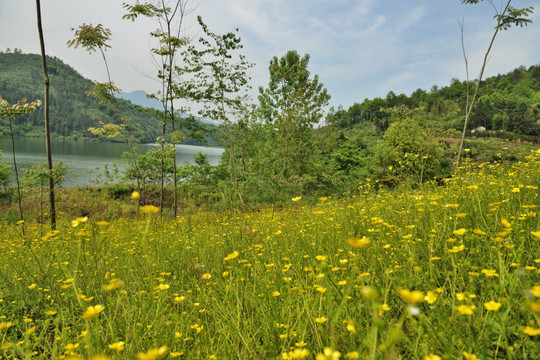 水库 风景 田园风光