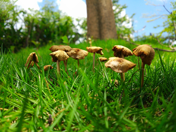 草堆里的野菇