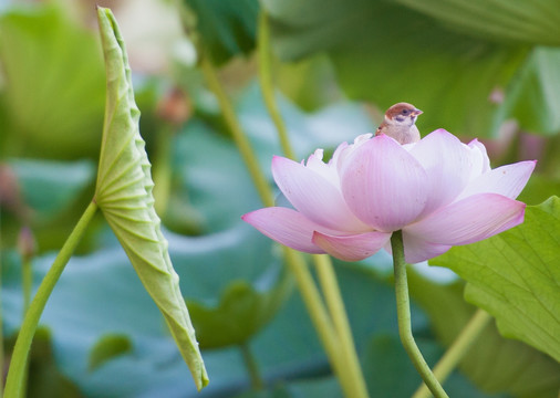 荷花与麻雀