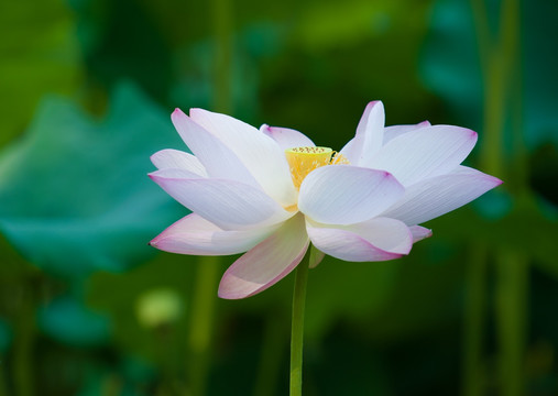 荷花特写高清图片