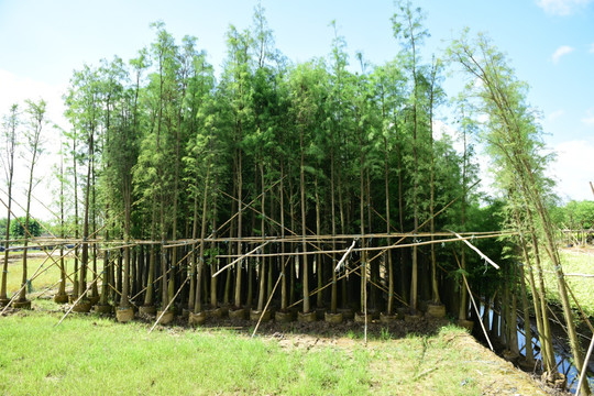 苗木基地 花木场