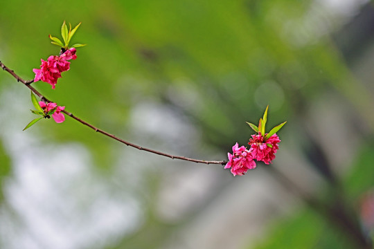 桃花