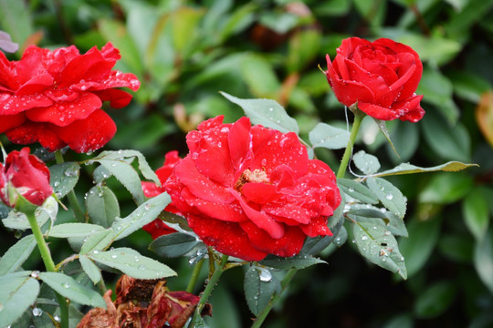 雨后月季花