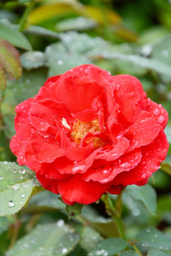 雨后月季花