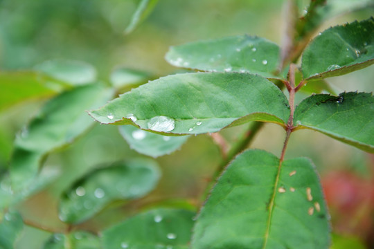 绿叶上的水珠