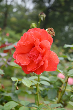 雨后花朵