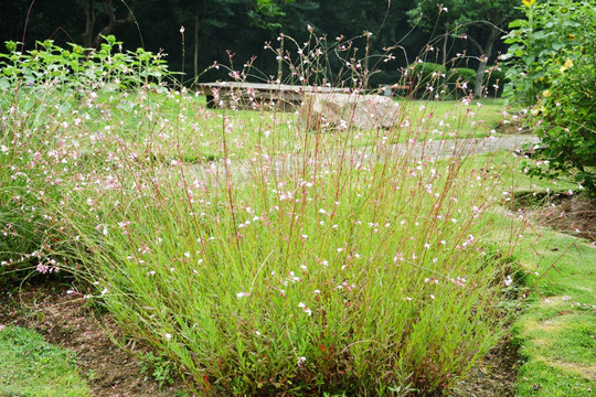 清新花草