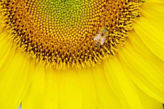 蜜蜂和向阳花