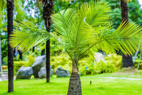 国王椰子 热带植物