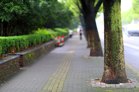 路边樟树林荫道